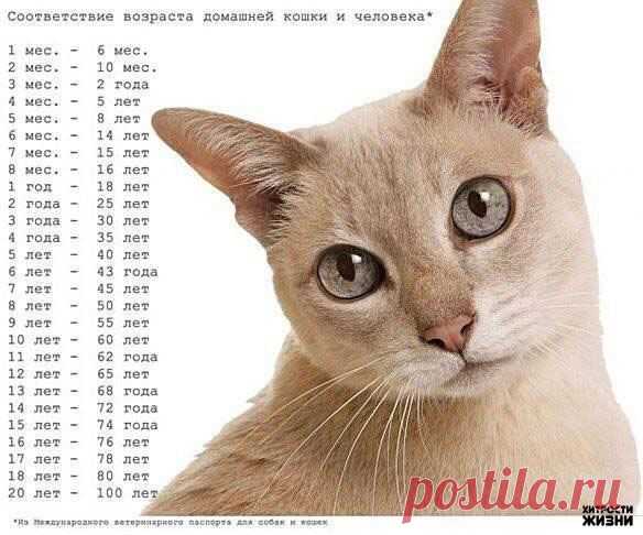 Возраст кошки в пересчете на человеческий