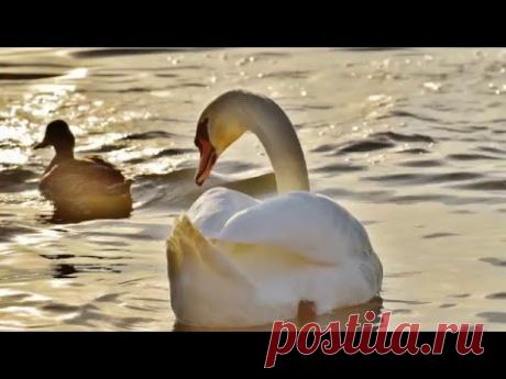 Красивая природа. Птицы воды - YouTube