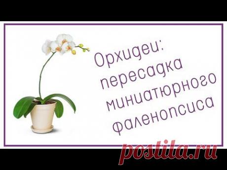 Орхидеи: пересадка миниатюрного фаленопсиса