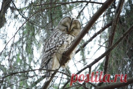 Автор: Юлька Ашмарина
Длиннохвостая неясыть