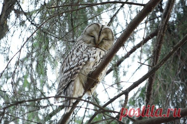 Автор: Юлька Ашмарина

Длиннохвостая неясыть