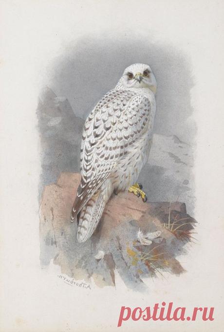 Схема вышивки «кречет» - Вышивка крестом