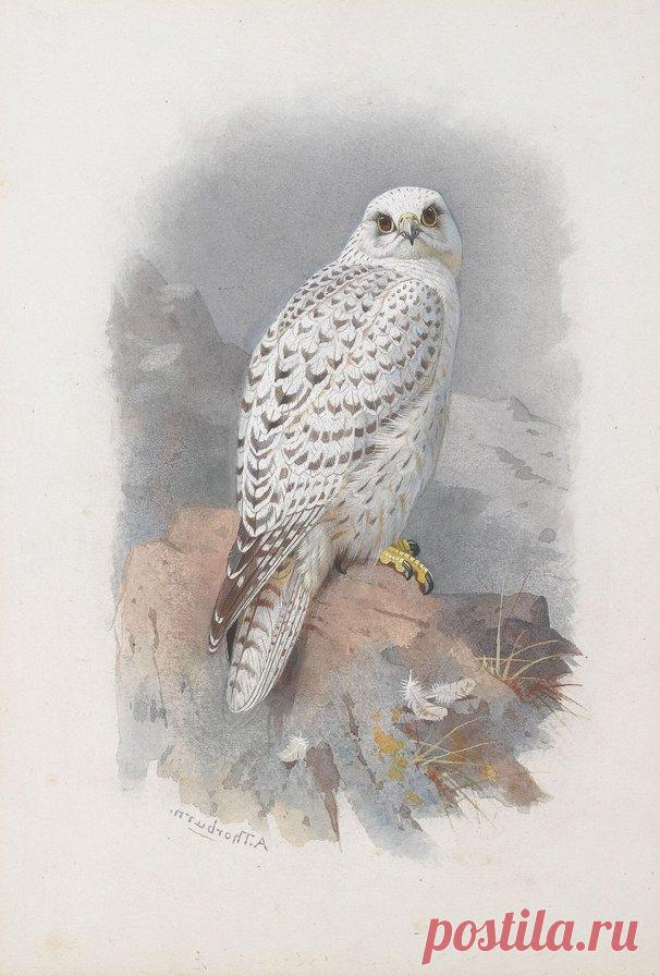 Схема вышивки «кречет» - Вышивка крестом