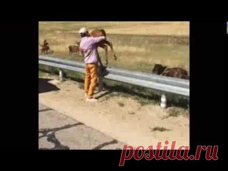 Потрясающее видео, доказывающее, что в мире остались добрые люди