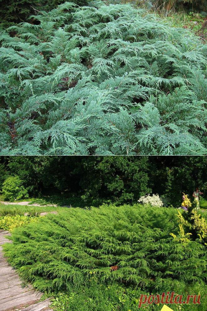 Микробиота - Хвойные породы для сада