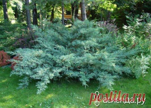 Можжевельник. Выращивание и уход / Асиенда.ру