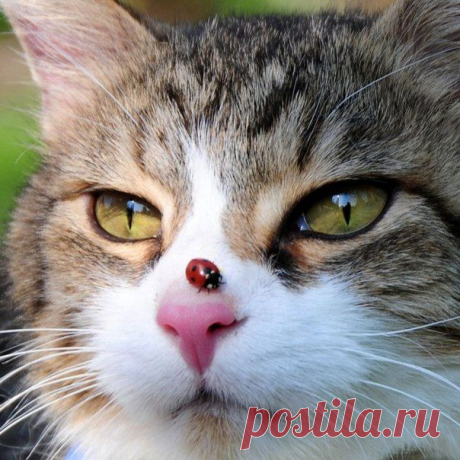 Чат Котэ