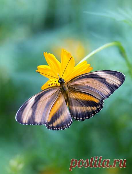 Butterflies &amp; moths! - Google+