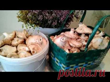 Как быстро, просто и вкусно посолить грузди горячим способом.