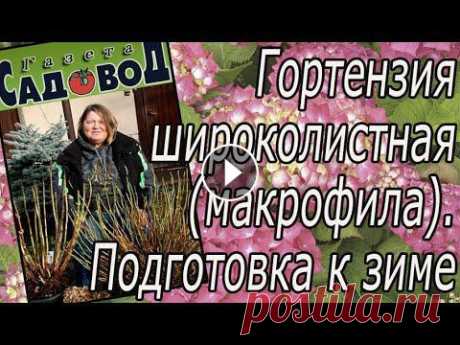 Гортензия широколистная (макрофила). Подготовка к зиме Как подготовить к зиме гортензию крупнолистную и как обрезать её весной, рассказывает опытный цветовод Светлана Глухих...