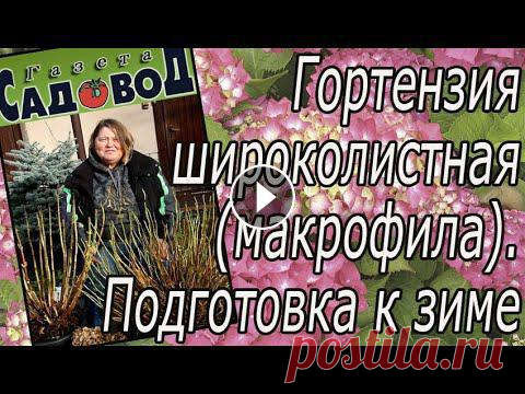 Гортензия широколистная (макрофила). Подготовка к зиме Как подготовить к зиме гортензию крупнолистную и как обрезать её весной, рассказывает опытный цветовод Светлана Глухих...