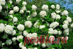 Декоративная калина бульденеж