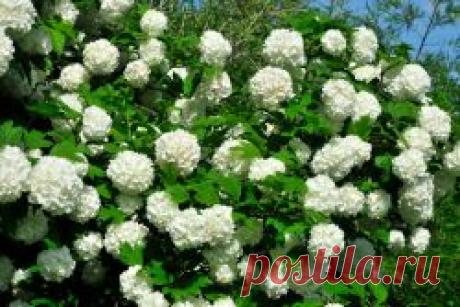 Декоративная калина бульденеж