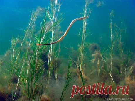 Underwater landscapes - Таманский залив 2007