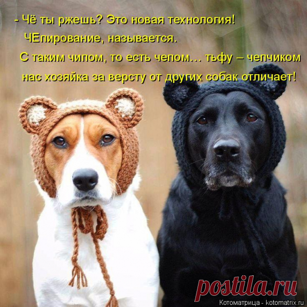 Да, Маш, про боди - арт я теперь всё понял ...   -  Котоматрица: Раздел "Собачья жизнь"