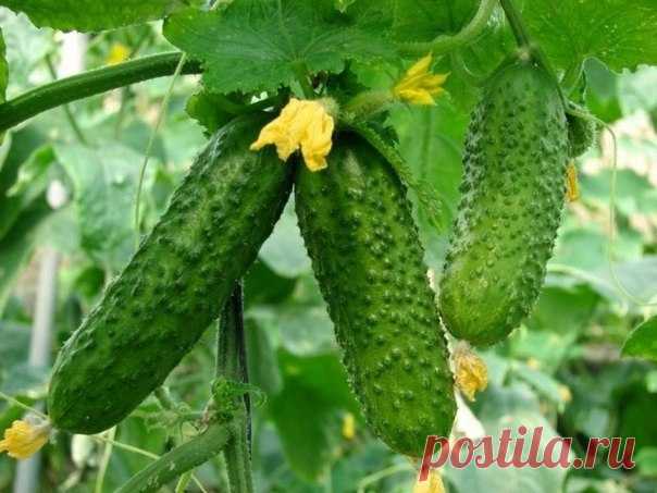 Уловки хитрецов ради вкусных огурцов;) | 6 соток