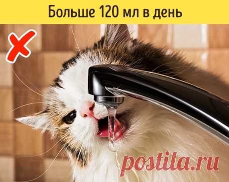 12 признаков того, что питомца надо срочно показать ветеринару