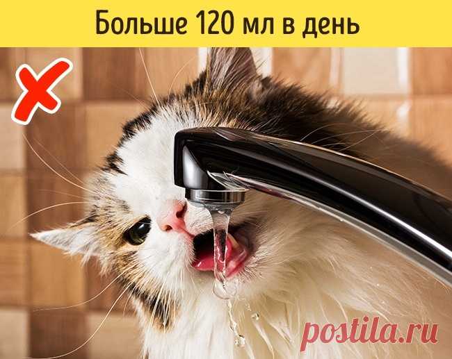 12 признаков того, что питомца надо срочно показать ветеринару