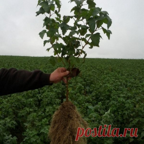 Саженцы смородины — agroopt.by