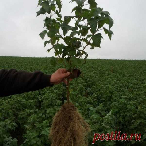 Саженцы смородины — agroopt.by