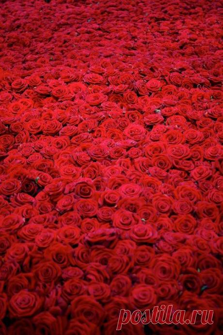 (96) Pinterest