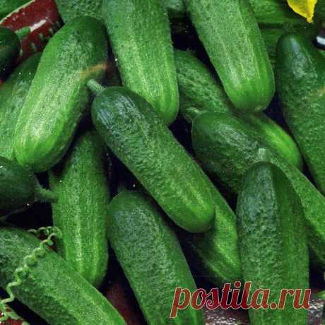 Клавдия F1 — красивый, вкусный, выносливый огурец Сортов и гибридов огурцов создано немало. Одни для теплиц, другие для открытого грунта. Салатные и предназначенные только для засолки. Урожайные, но подверженные болезням. Выносливые, но не слишком вк...