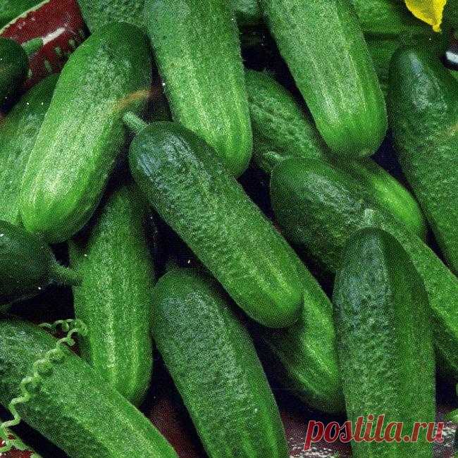 Клавдия F1 — красивый, вкусный, выносливый огурец Сортов и гибридов огурцов создано немало. Одни для теплиц, другие для открытого грунта. Салатные и предназначенные только для засолки. Урожайные, но подверженные болезням. Выносливые, но не слишком вк...