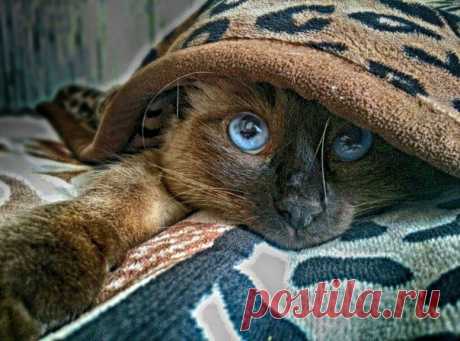 Без кота и жизнь не та ツ