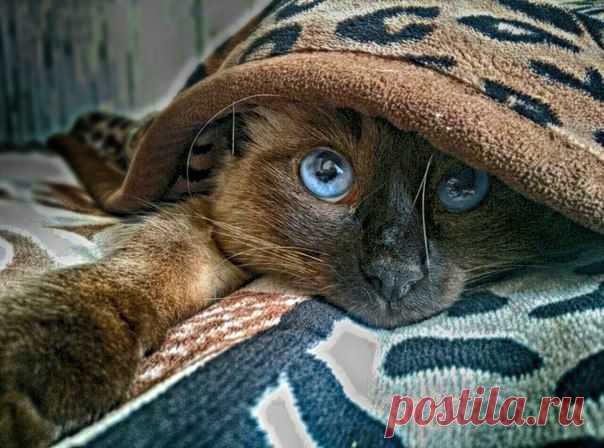 Без кота и жизнь не та ツ