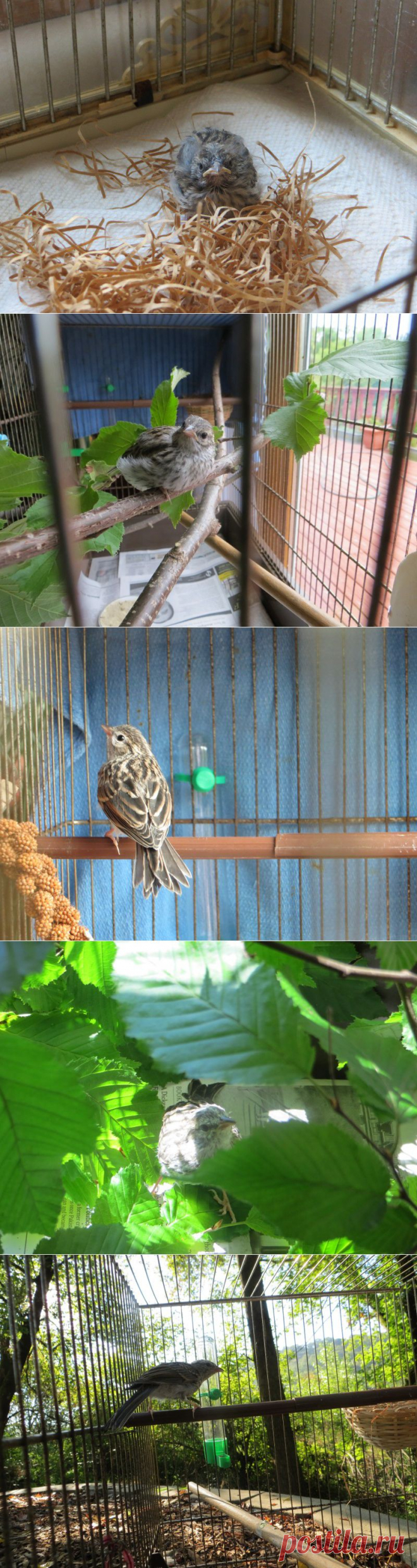 Этот птенец выпал из гнезда и умирал... Но посмотрите, что произошло через 36 дней! | Все о наших питомцах