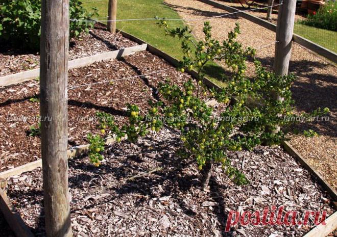 Всё о крыжовнике.