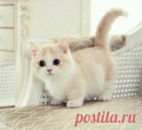 Ну как можно не влюбиться в такую кроху?