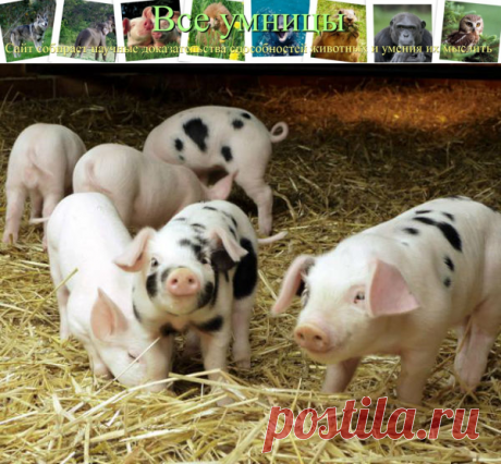 Свинарник влияет на развитие поросят | Все умницы