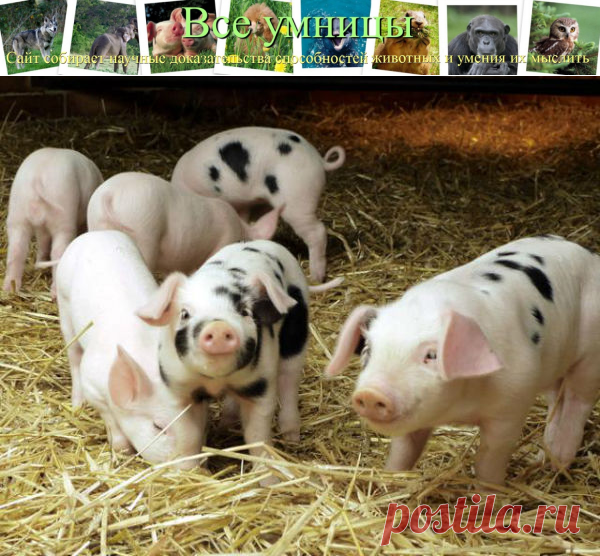 Свинарник влияет на развитие поросят | Все умницы