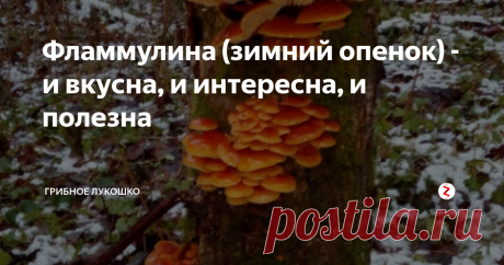 Фламмулина (зимний опенок) - и вкусна, и интересна, и полезна Фламмулина - уникальный в фунготерапии гриб! Единственный в своем роде!
Во-первых: это единственный гриб, у которого не разрушаются целебные свойства при термообработке! То есть вкушая жареную с зимним опенком картошечку, мы получаем защитный заряд фламмулины в полной мере!
Во-вторых: это единственный гриб, который содержит противоопухолевое вещество, которое так и назвали: бетта-D глюкан Фламмули