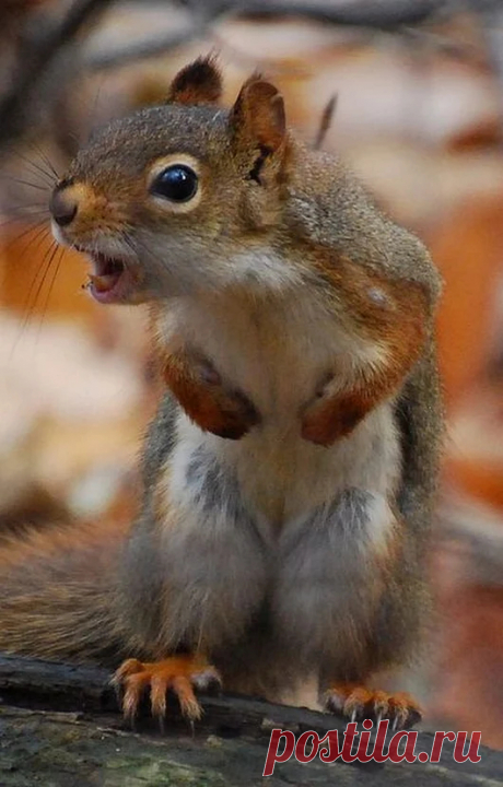 Animal life – Google+