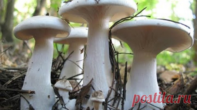 Элексир Жизни и губительные яды русских лесов. Часть 1. Целебные грибы, о которых вы не знаете.