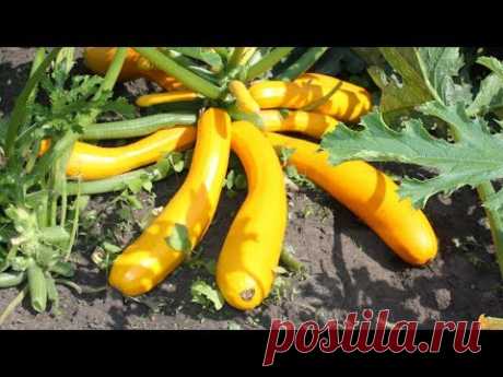 Вкусные урожайные кабачки  Правила выращивания и сорта