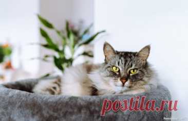 20 вещей, которые должны быть у каждой кошки 1. Удобная миска для едыКошки не любят, когда усы (они же вибриссы) касаются краев посуды &mdash; это вызывает у них «усталость усов» (да, это так и называется). Поэтому плоские миски с широкими краями – идеальный вариант.Миски на небольшой подставке помогают кошке есть в более...