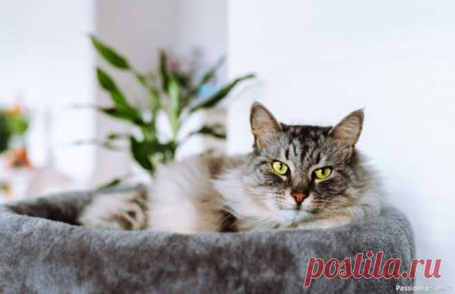 20 вещей, которые должны быть у каждой кошки 1. Удобная миска для едыКошки не любят, когда усы (они же вибриссы) касаются краев посуды — это вызывает у них «усталость усов» (да, это так и называется). Поэтому плоские миски с широкими краями – идеальный вариант.Миски на небольшой подставке помогают кошке есть в более...