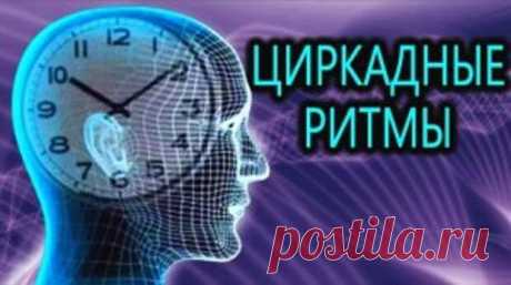 (99+) Циркадные ритмы – чтобы хорошо спать и не толстеть... - Познавательный сайт ,,1000 мелочей" - медиаплатформа МирТесен О циркадных ритмах, которые управляют внутренними процессами нашего организма, слышали многие, но не все понимают, что это такое. Мы разобрались, чем циркады отличаются от цикад, которые трещат в приморских парках, и узнали у гуру интегральной медицины из Австрии, доктора Штосье, как наилучшим