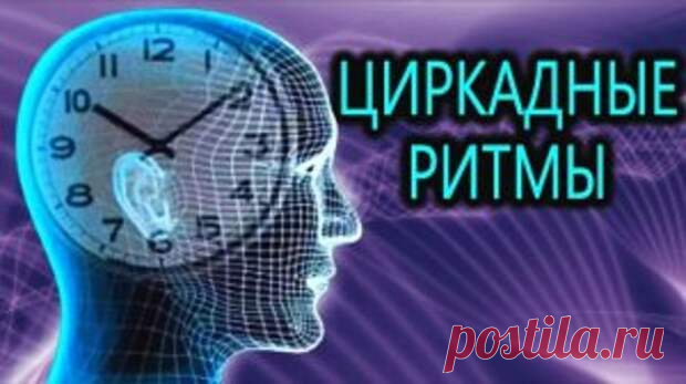 (99+) Циркадные ритмы – чтобы хорошо спать и не толстеть... - Познавательный сайт ,,1000 мелочей