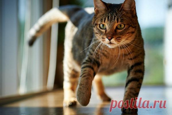 Как отучить кошку гадить в неположенном месте?