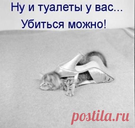 Приколы с братьями меньшими / Питомцы