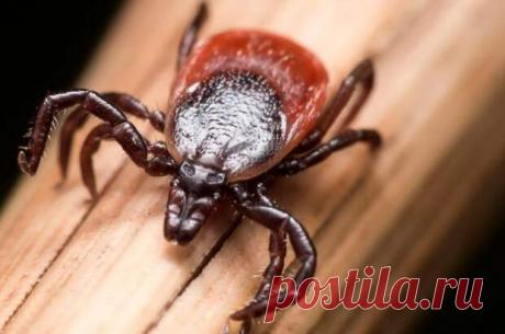7 самых распространенных заблуждений о клещах
В этом году мы ничего слышали о клещах. Может, они так же, как и люди, испугались коронавируса? Увы, это очередной миф, которых вокруг этих «кровососущих вампиров» сложилось и так немало. О том, какие распространенные суждения о клещах не являются правдой, рассказал врач-инфекционист, кандидат медицинских наук Игорь Дегтярев. Миф № 1. Клещи нападают лишь в мае-июне Клещевой […]
Читай пост далее на сайте. Жми ⏫ссылку выше