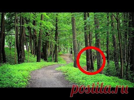 ЕСЛИ ВЫ УВИДЕЛИ ЭТО ДЕРЕВО, БЕГИТЕ И ЗОВИТЕ НА ПОМОЩЬ