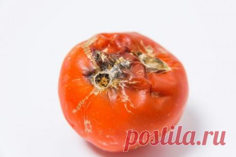 Фитофтора на помидорах: как спасти урожай и защитить посадки
С фитофторозом сталкивался хоть раз каждый огородник. Это неприятная грибковая болезнь поражает...
Читай пост далее на сайте. Жми ⏫ссылку выше