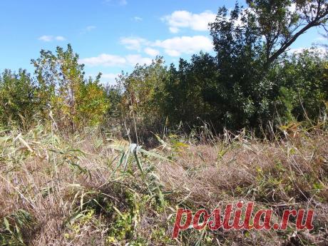 День рожденья, Природа, велосипед... Стихи - 6 Октября 2017 - Персональный сайт