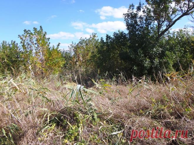 День рожденья, Природа, велосипед... Стихи - 6 Октября 2017 - Персональный сайт