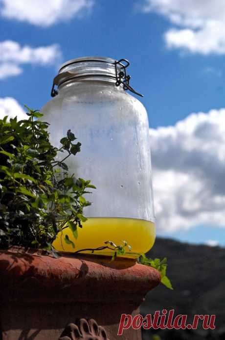 лимончелло. limoncello. божественный! - Ника Белоцерковская